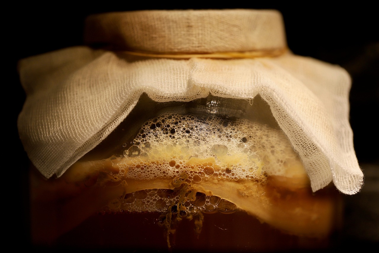 scoby de kombucha artesanal
